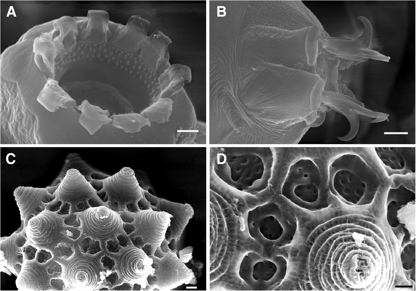 Fig. 10