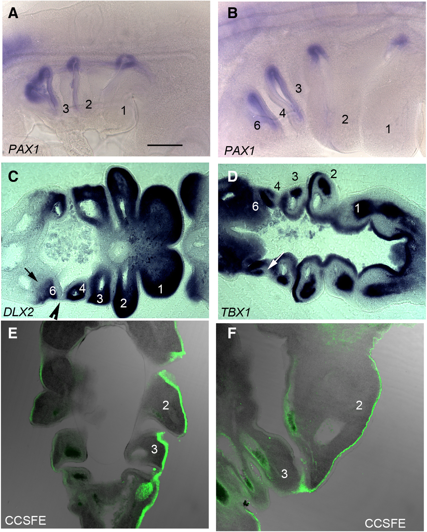 Fig. 2