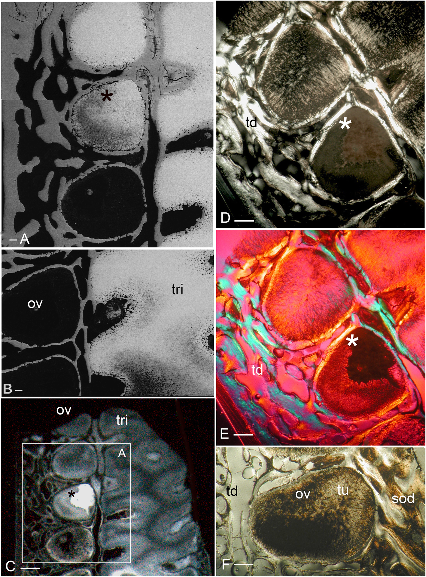 Fig. 11