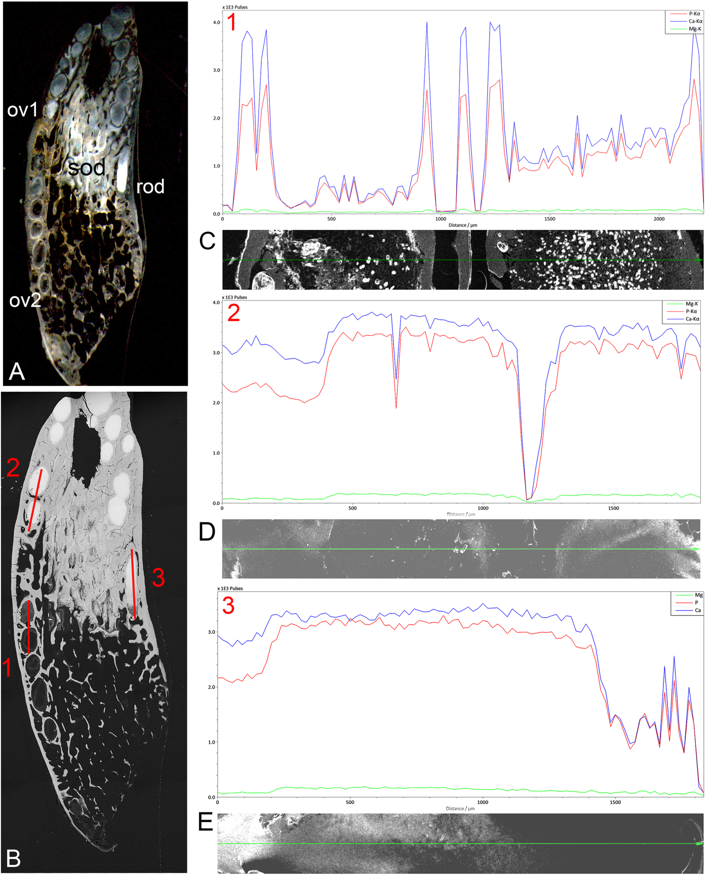 Fig. 14