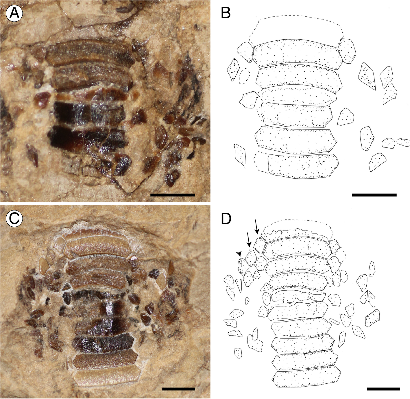 Fig. 6