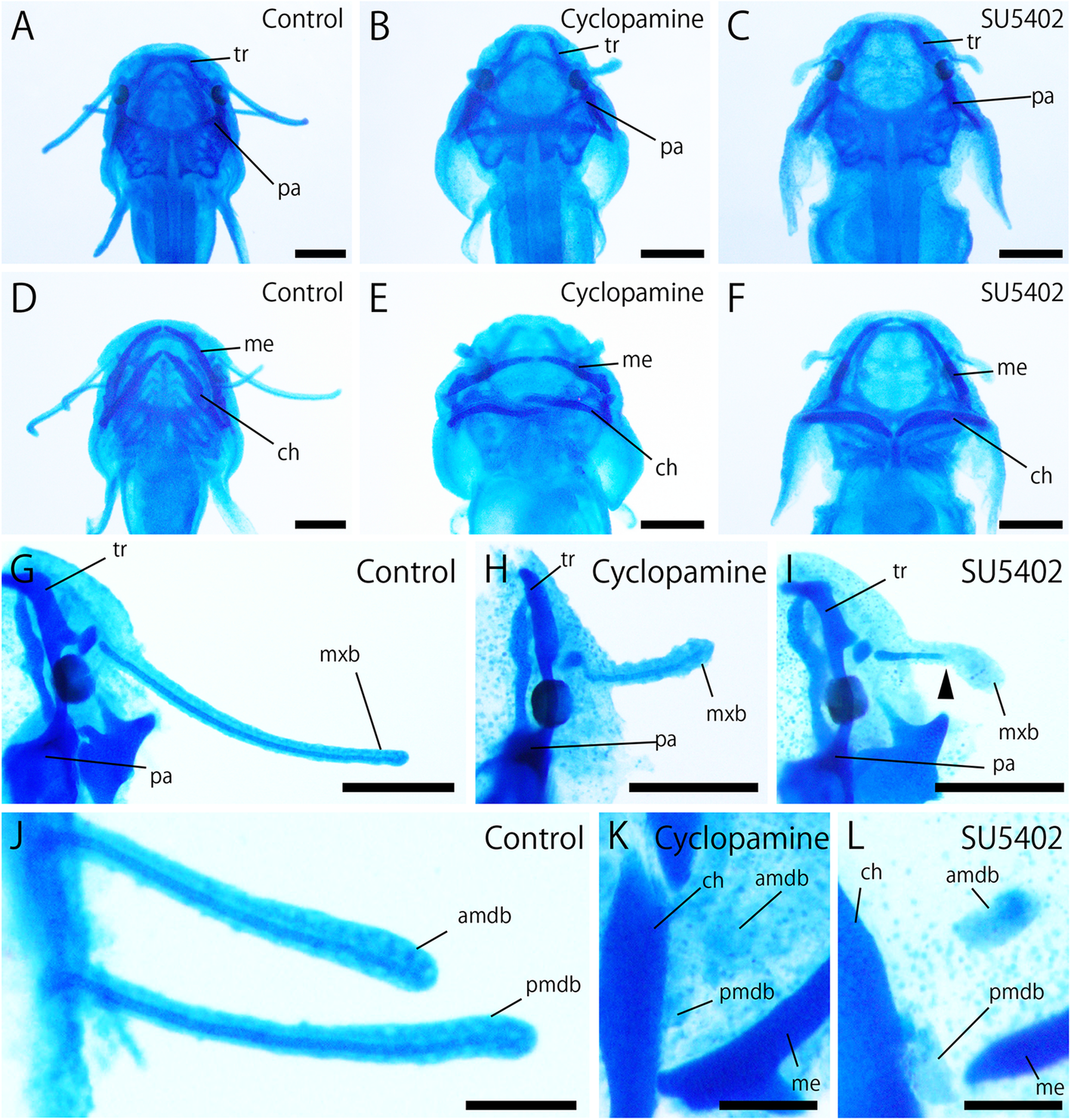 Fig. 9