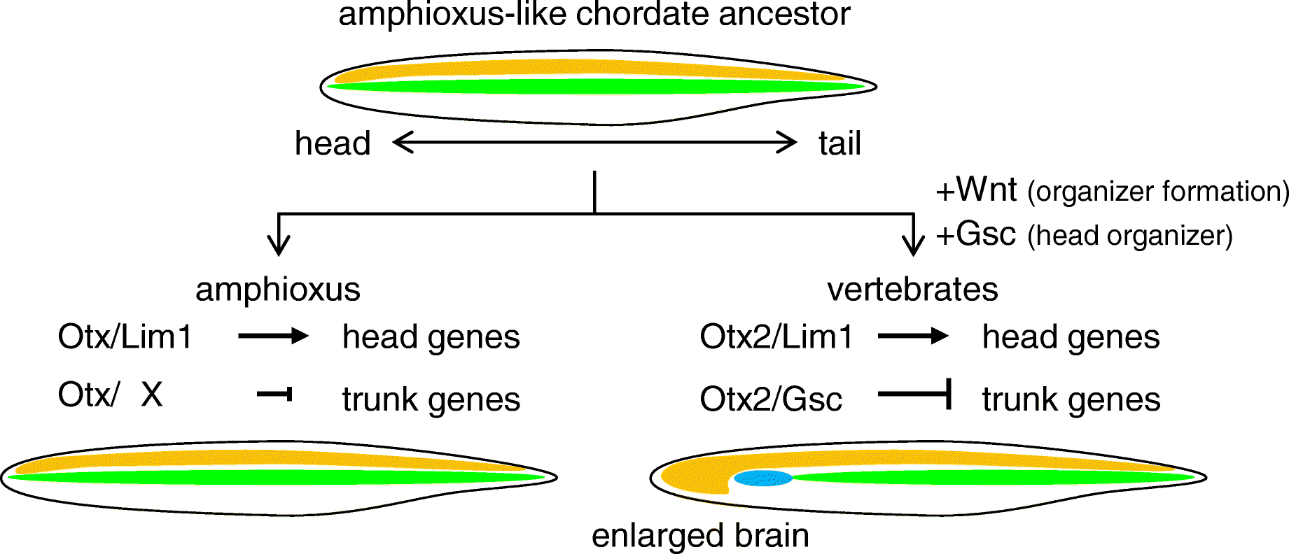 Fig. 8