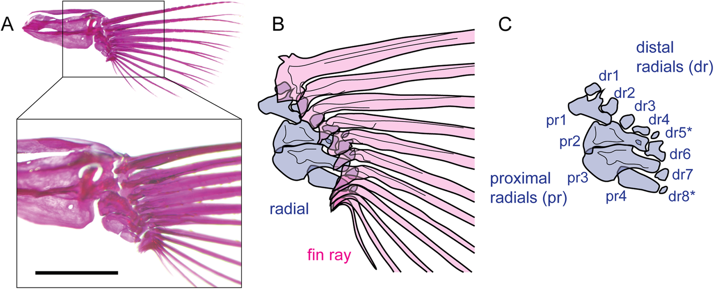 Fig. 1