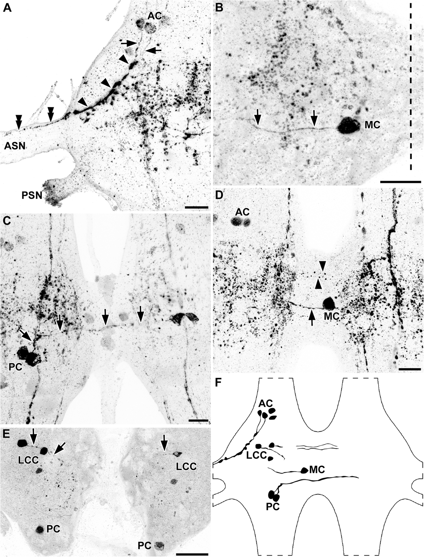 Fig. 5