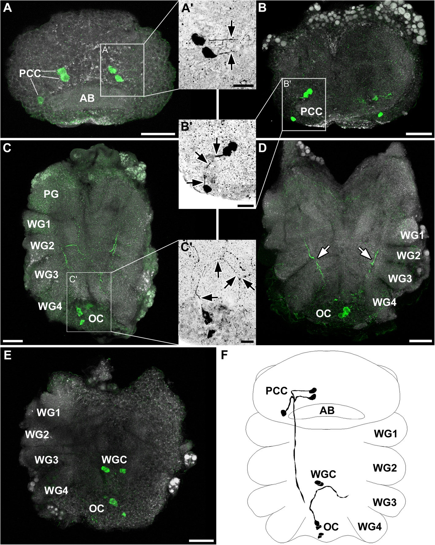 Fig. 7