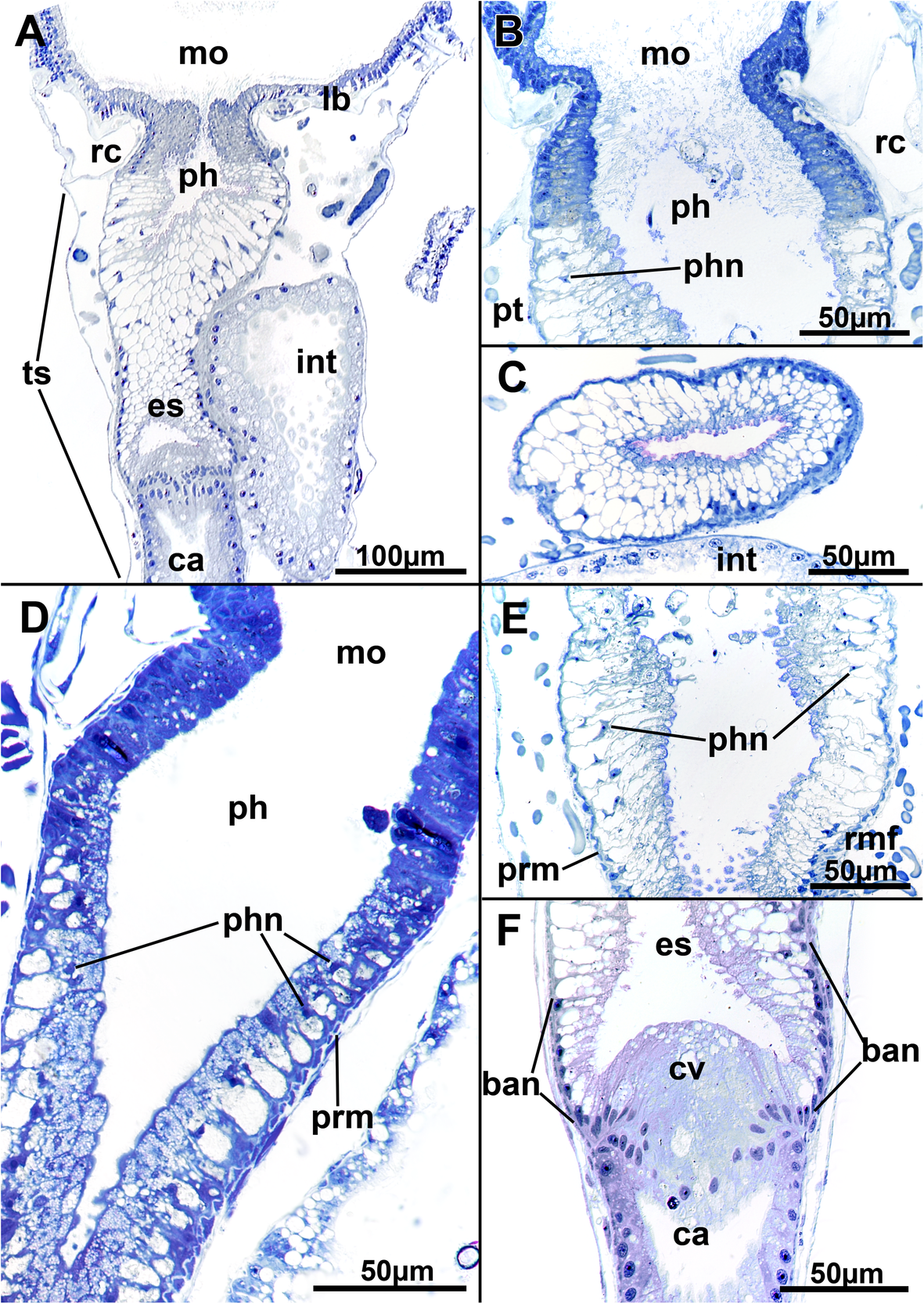 Fig. 10