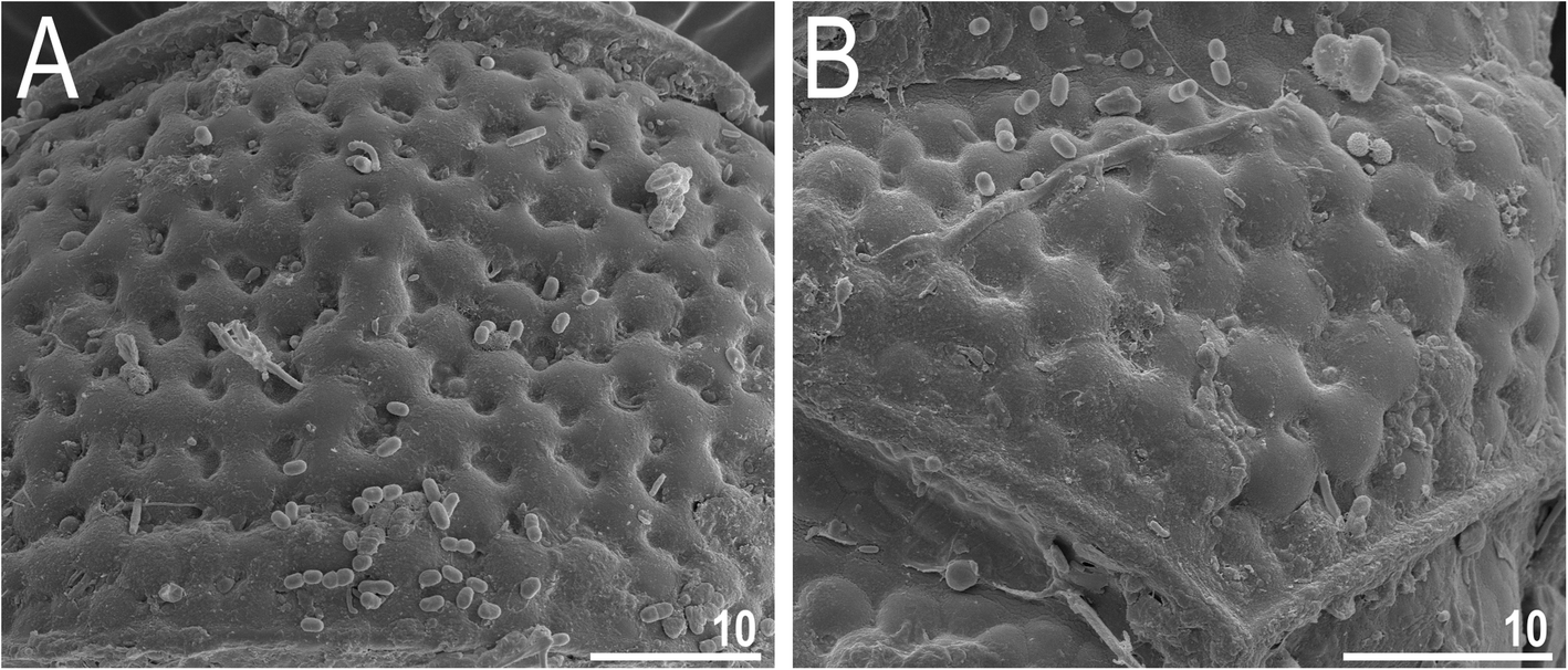 Fig. 15