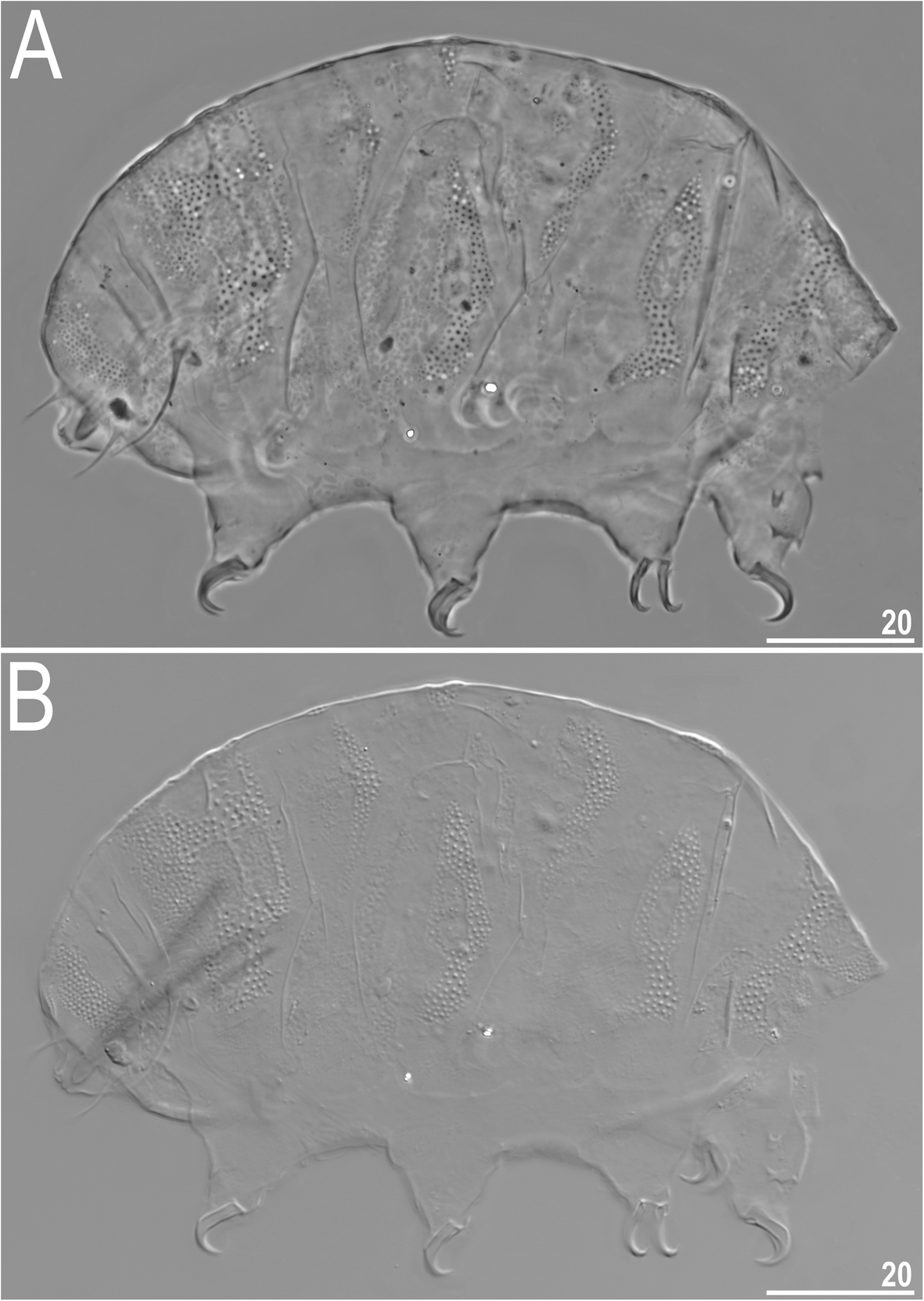 Fig. 16