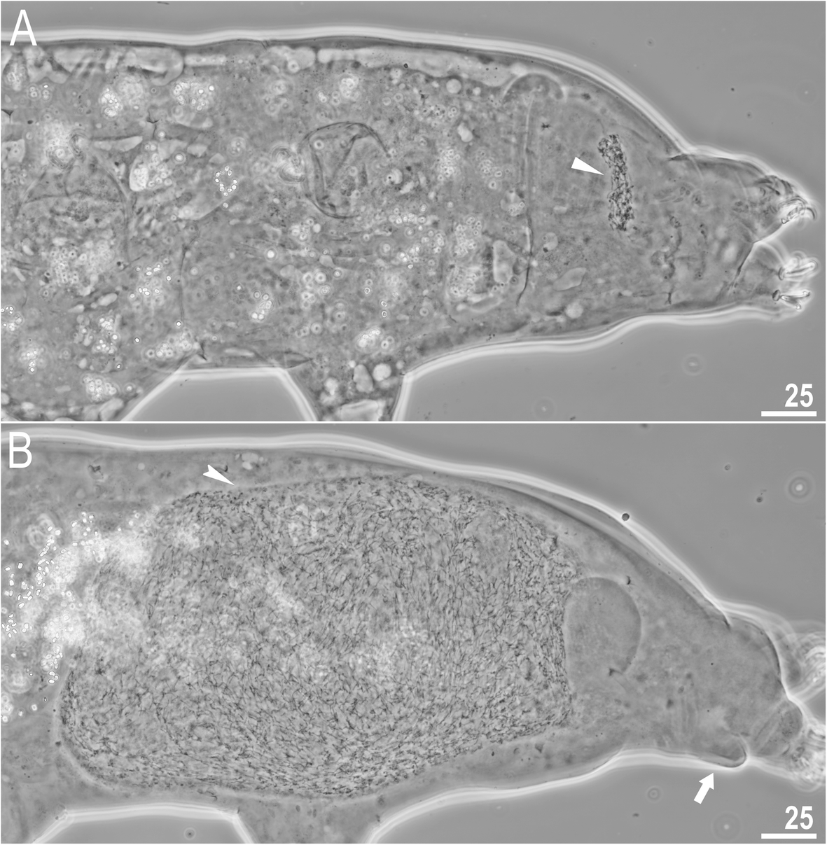 Fig. 11