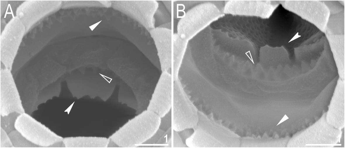 Fig. 26