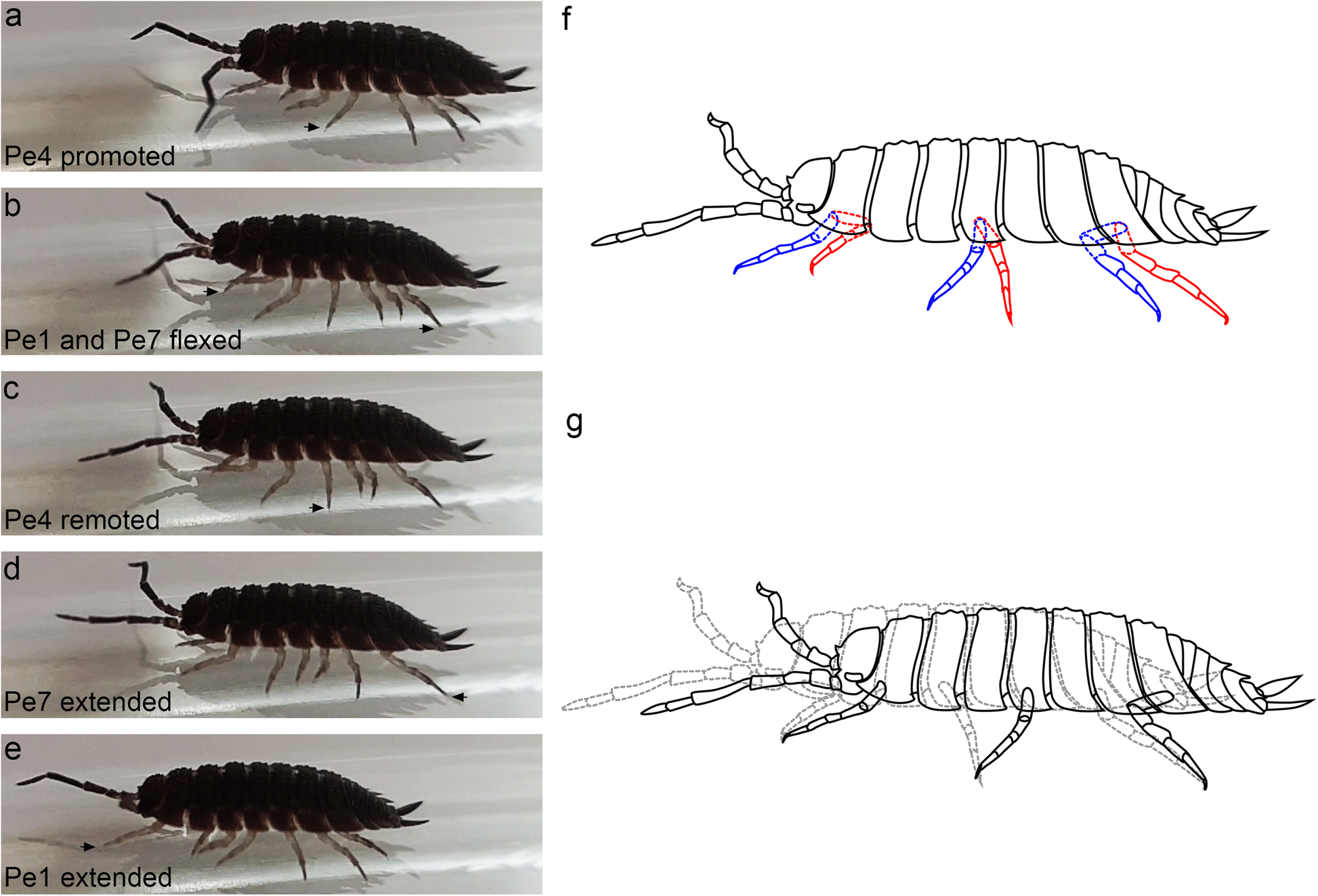 Fig. 7