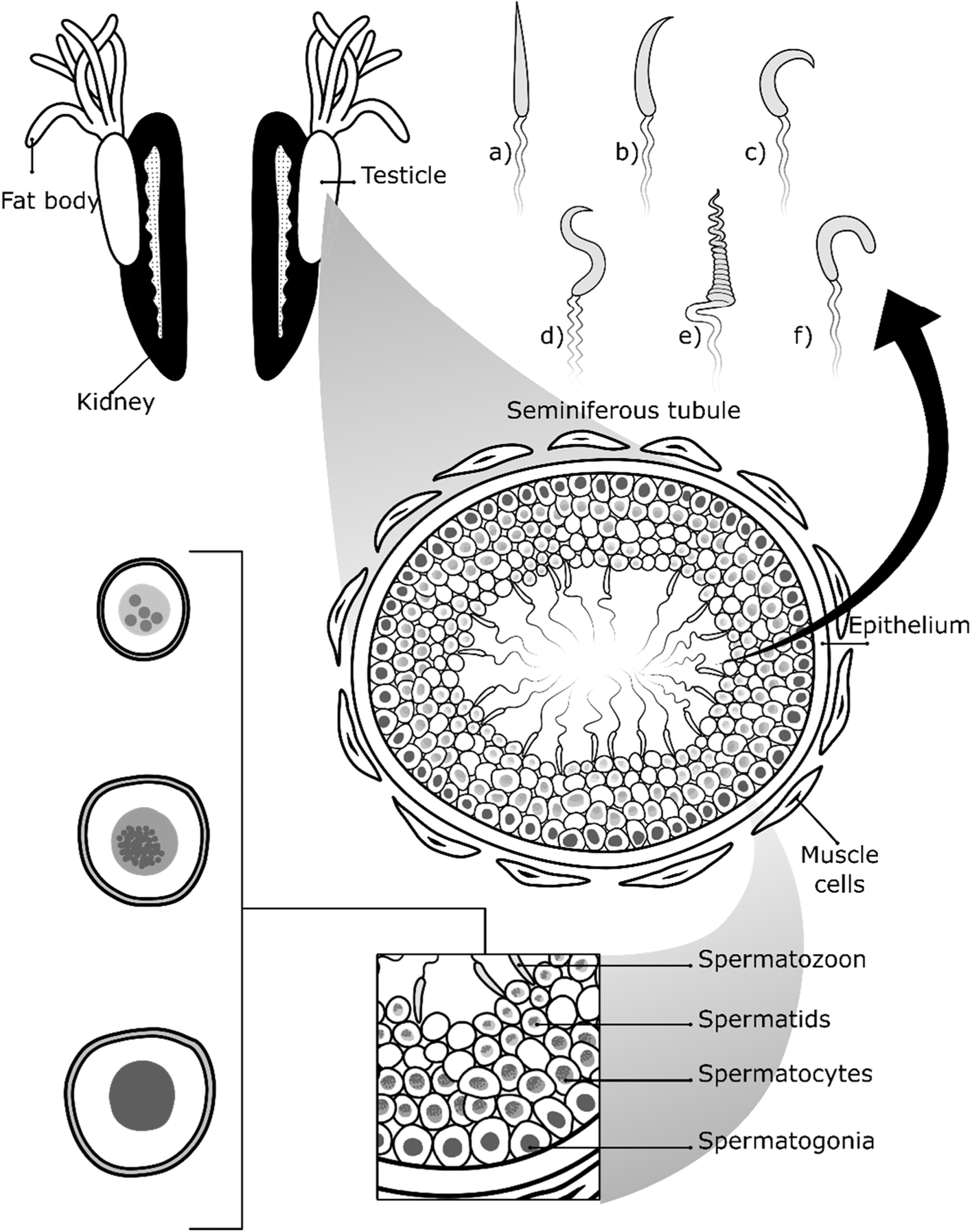 Fig. 5