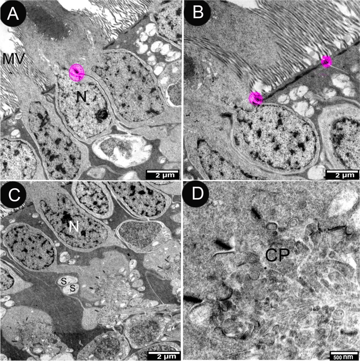 Fig. 8