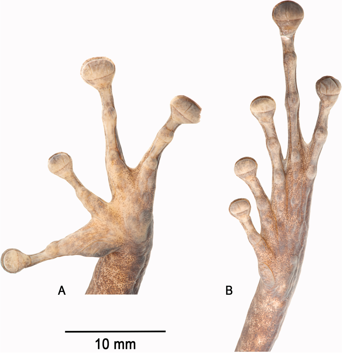 Fig. 5