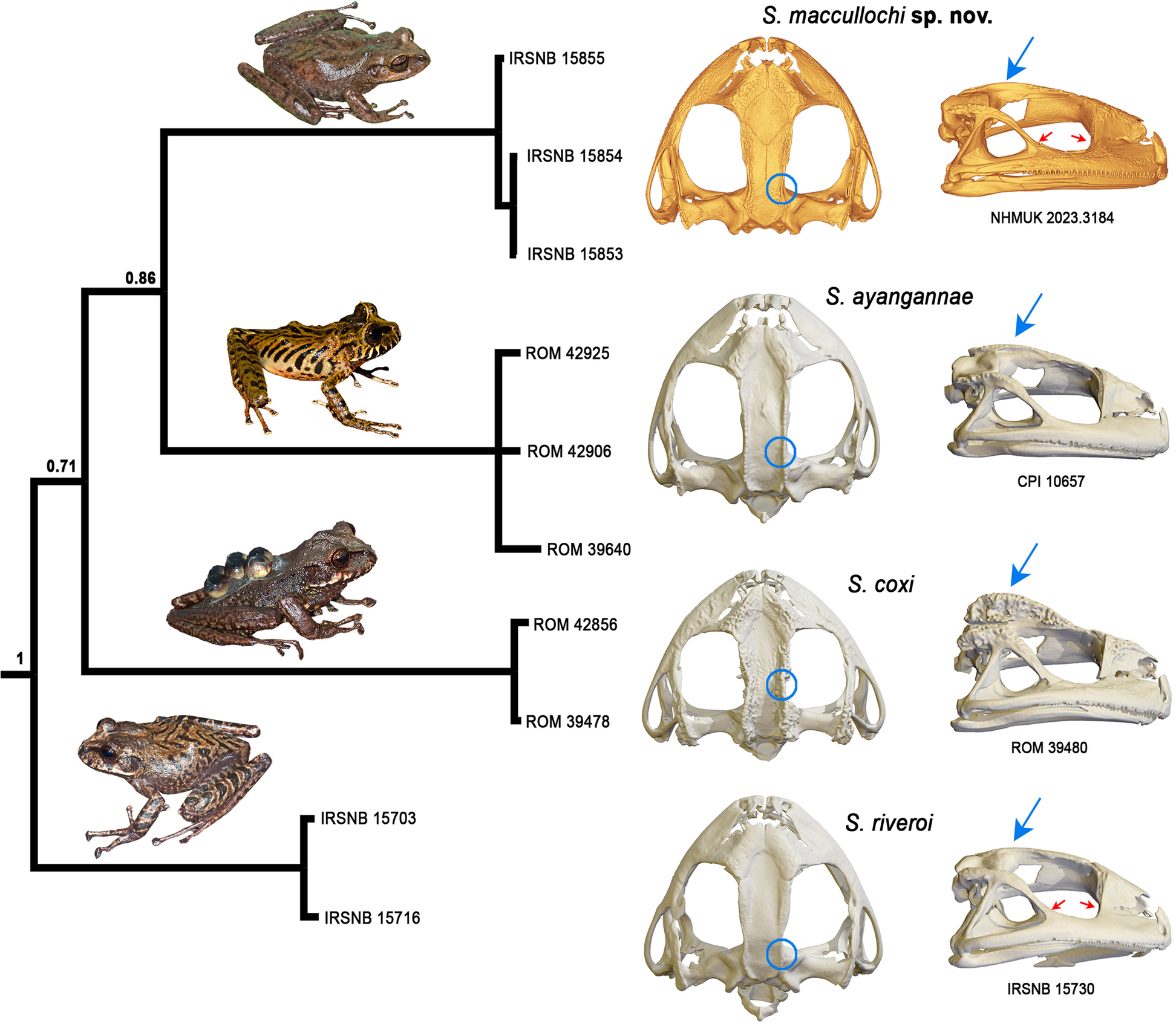 Fig. 8