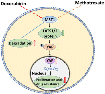 Fig. 6