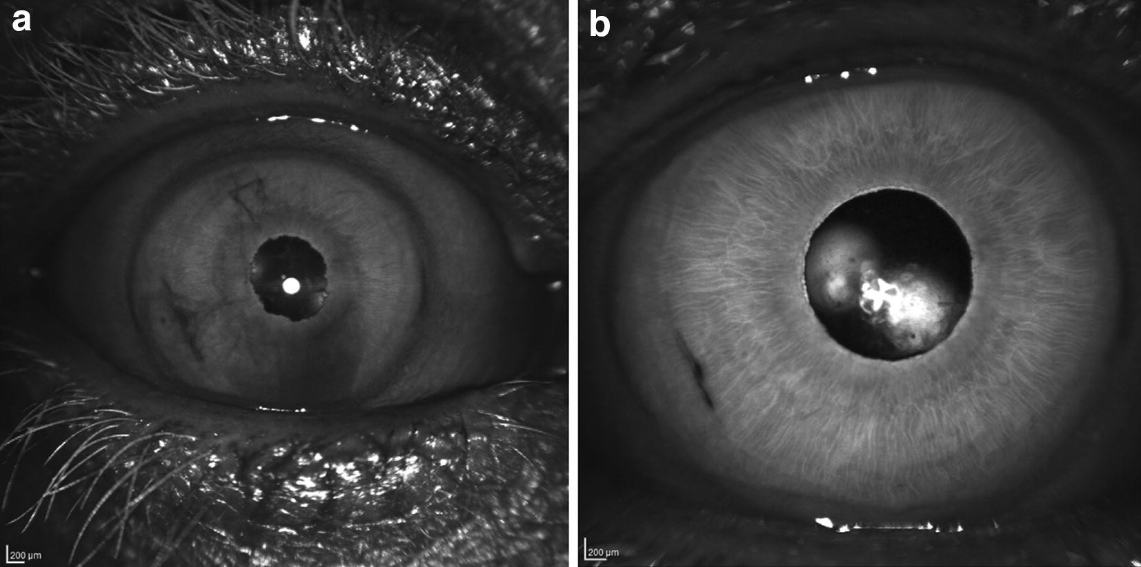 Fig. 10