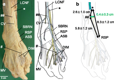 clinical anatomy of the