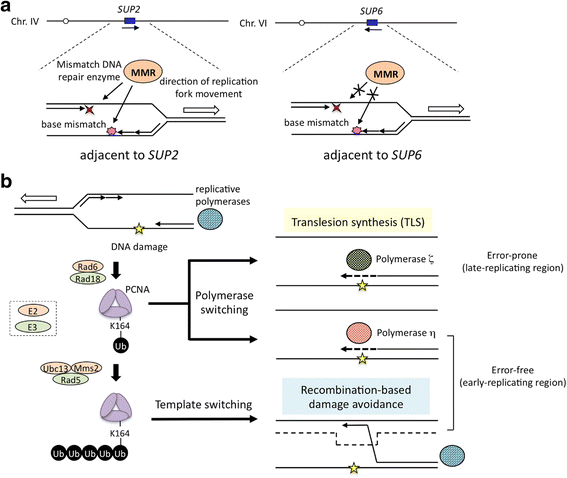 Fig. 12