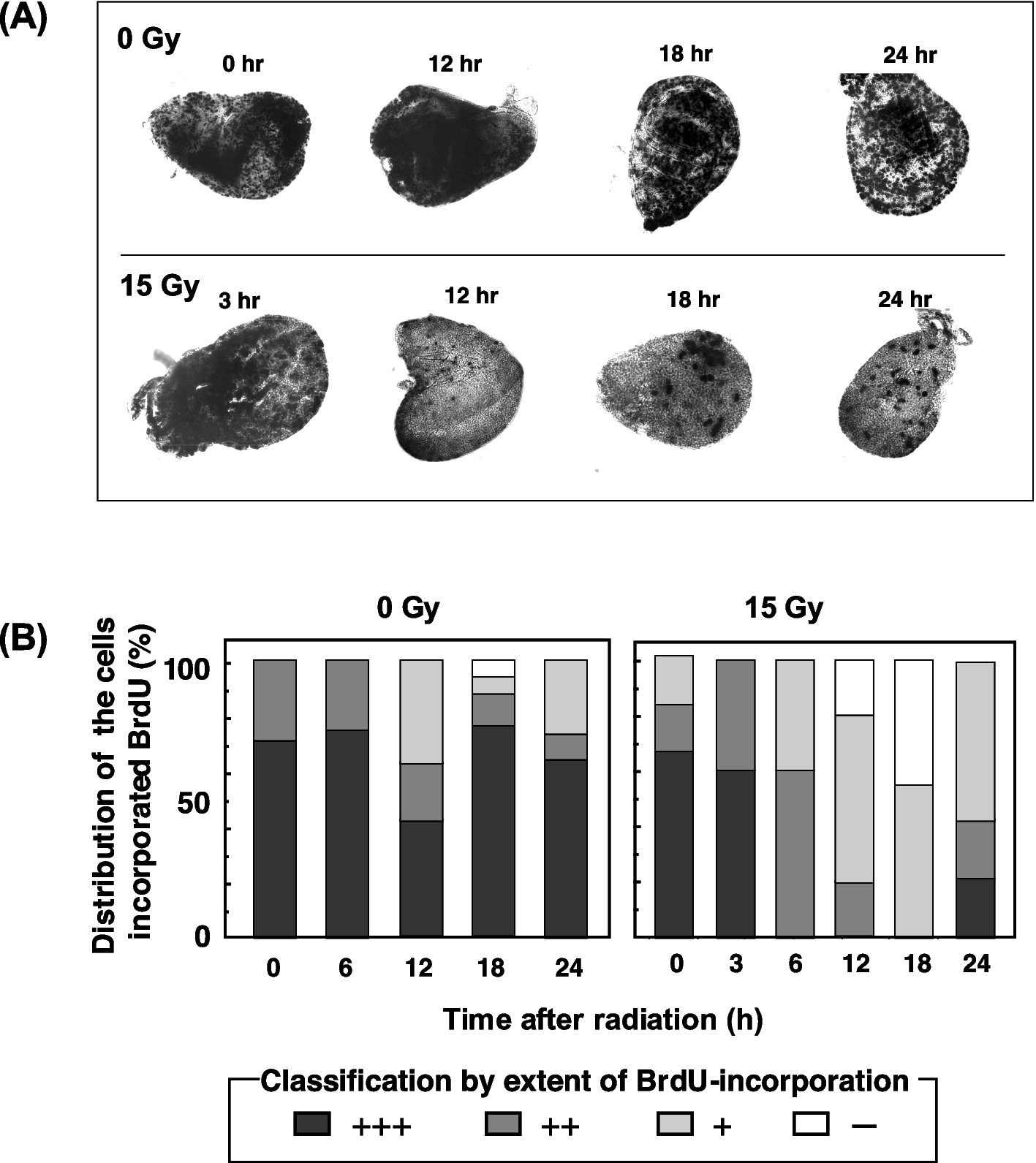 Fig. 13