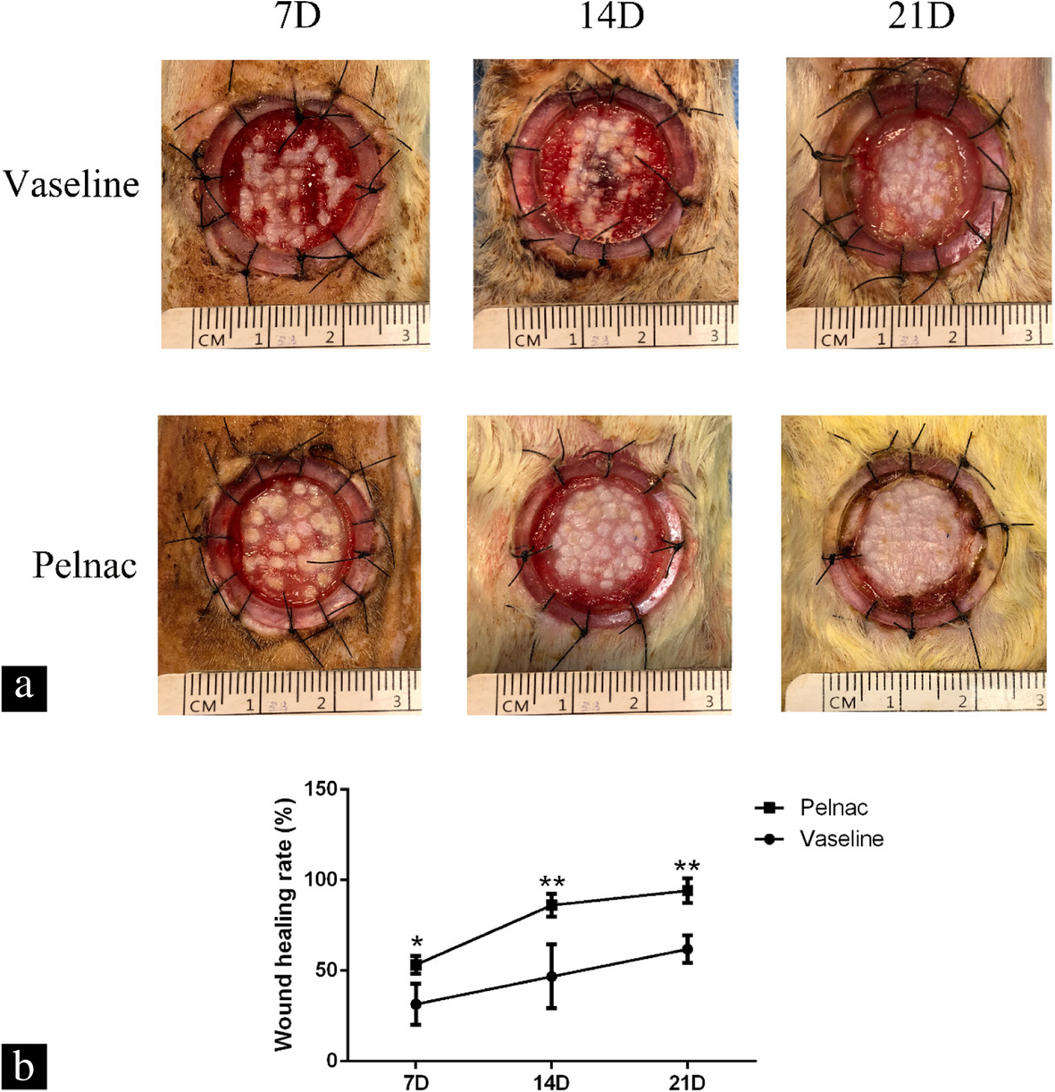 One-step approach for full-thickness skin defect reconstruction in rats  using minced split-thickness skin grafts with Pelnac overlay | Burns &  Trauma | Full Text