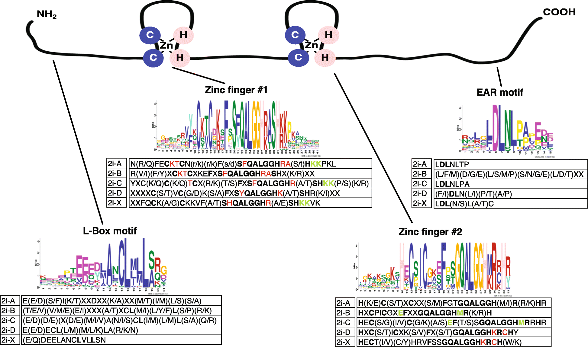 Comparative Analysis Of The Genetic Variability Within The Q Type C2h2 Zinc Finger Transcription Factors In The Economically Important Cabbage Canola And Chinese Cabbage Genomes Hereditas Full Text