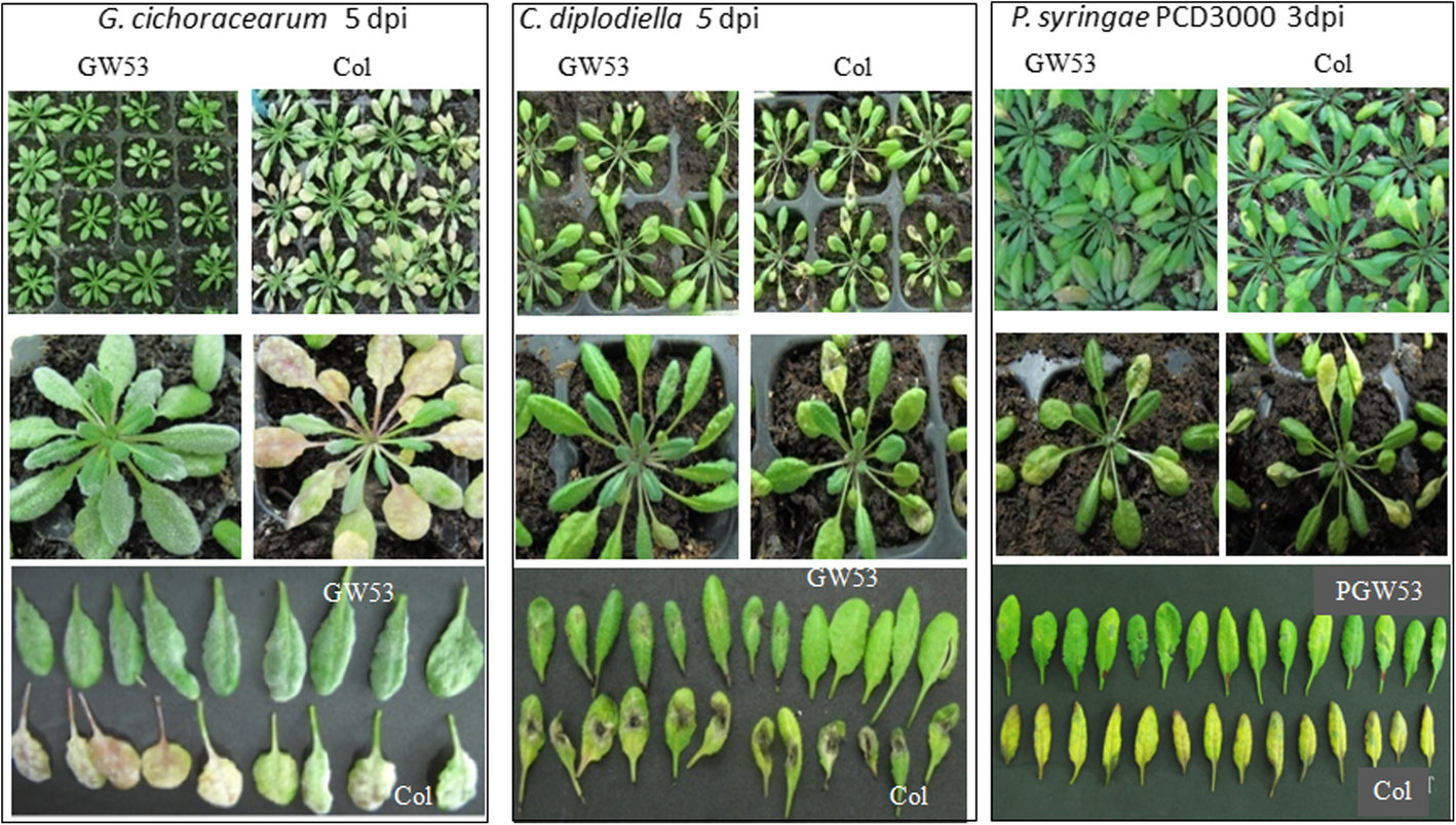 Fig. 8