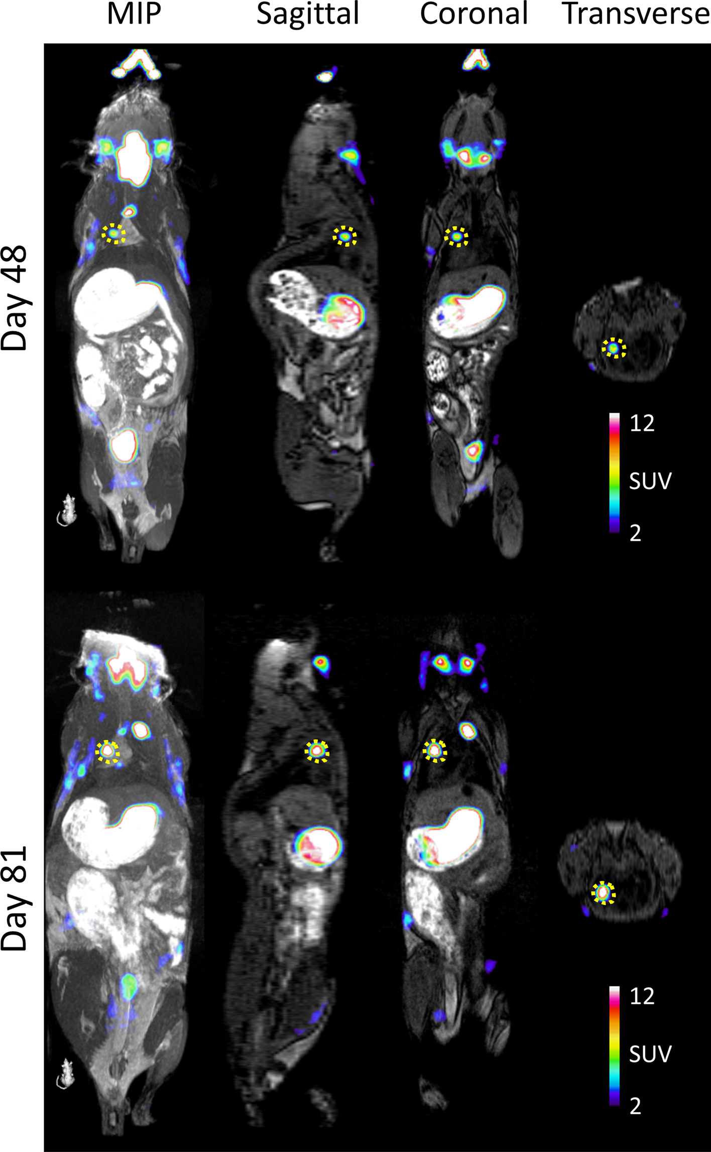 Fig. 8