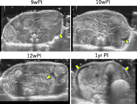 Fig. 8