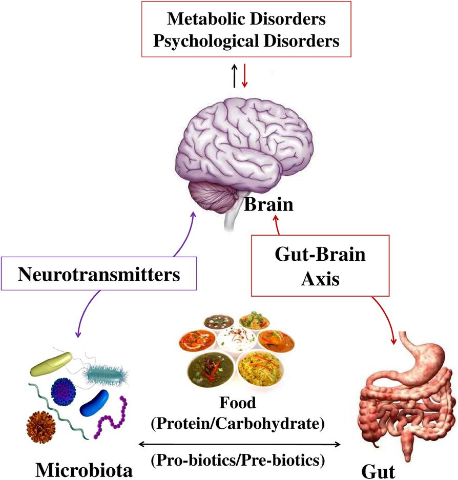 Comorbid brain disorders associated with diabetes: therapeutic potentials of prebiotics, probiotics and herbal drugs | Translational Medicine Communications | Full Text