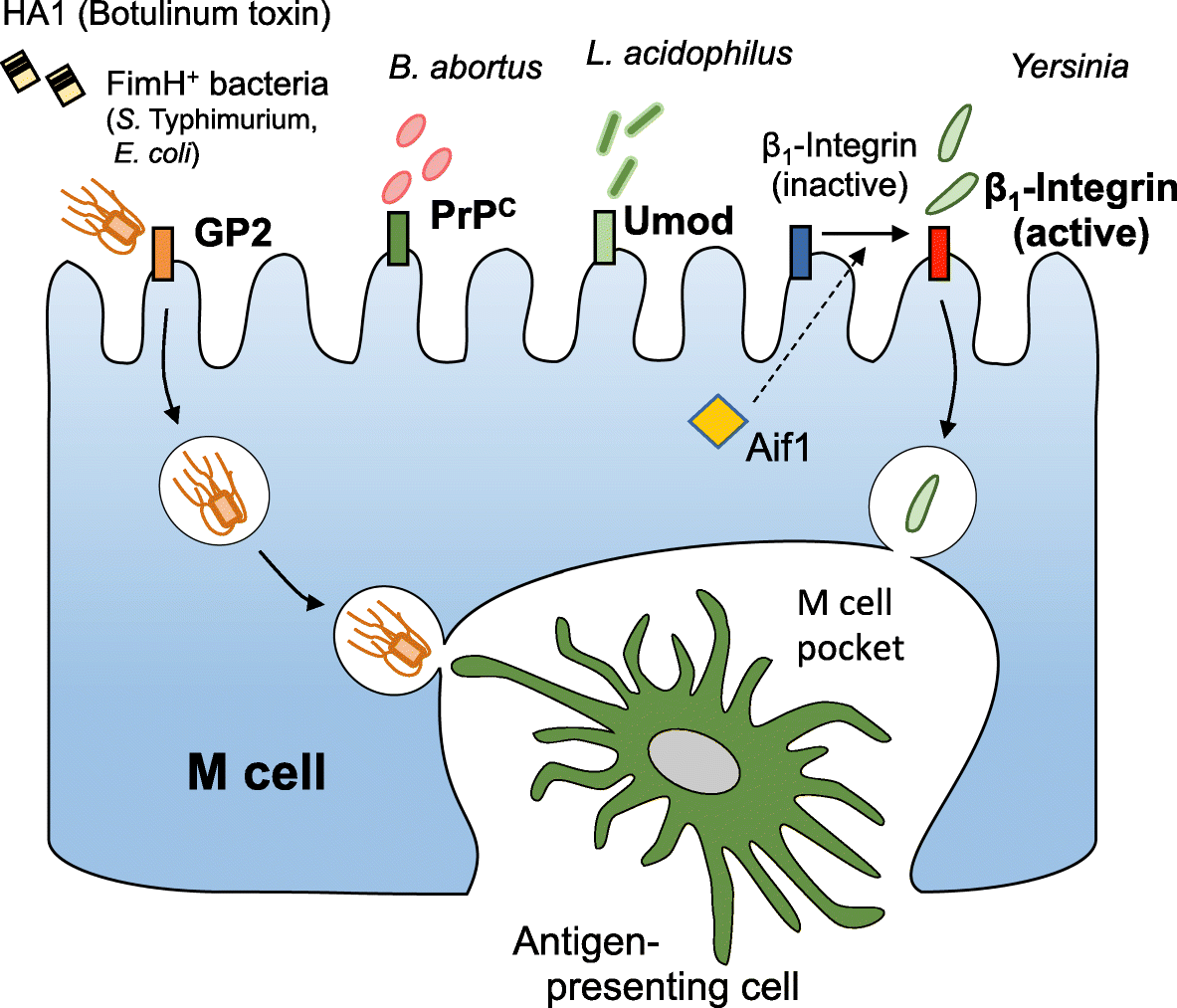 M Cell Dependent Antigen Uptake On Follicle Associated Epithelium For Mucosal Immune Surveillance Inflammation And Regeneration Full Text