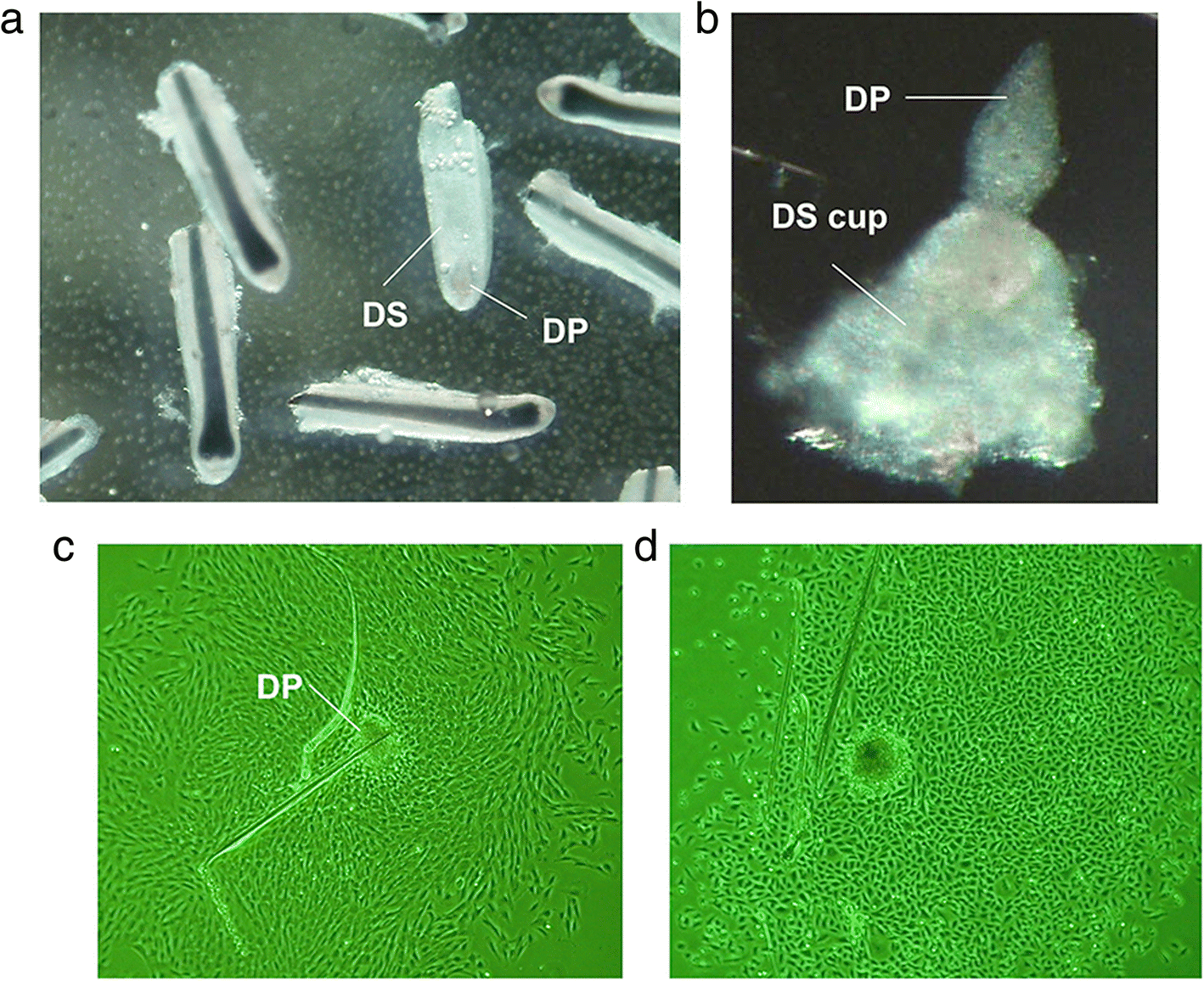 Fig. 6