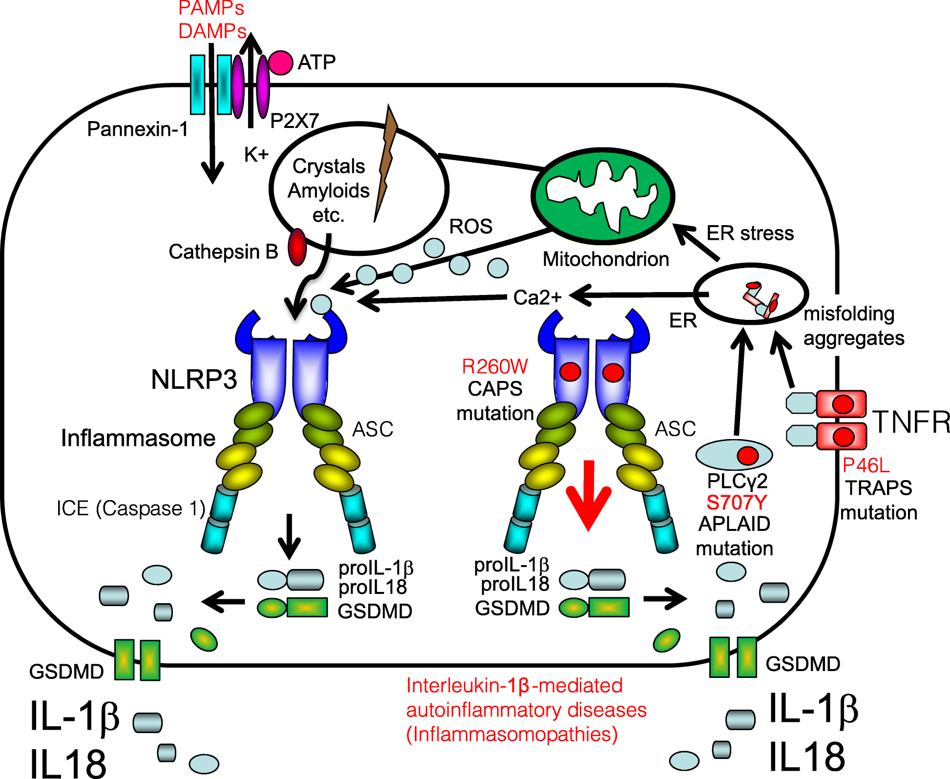 Fig. 2