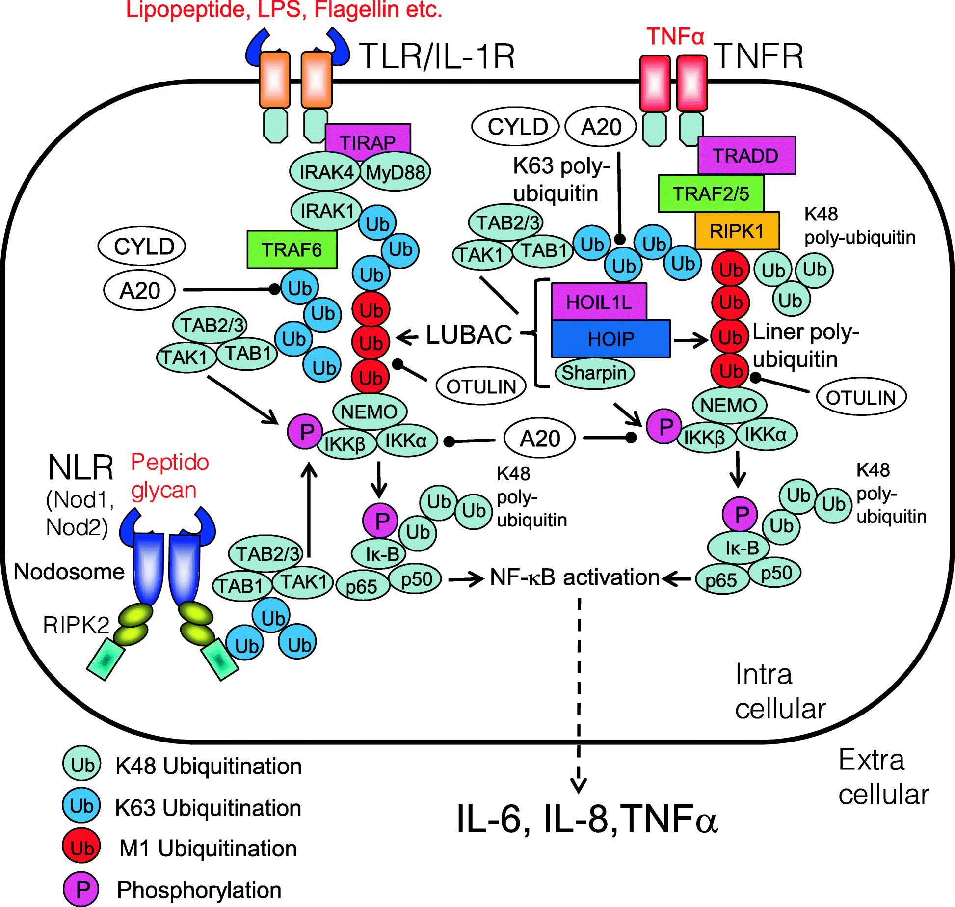 Fig. 9