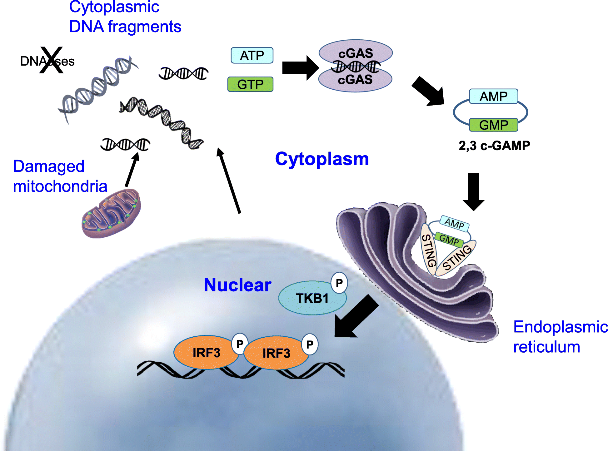 Fig. 2