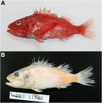 Fig. 1