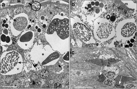 Fig. 5