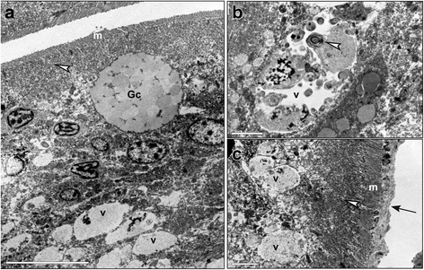 Fig. 7