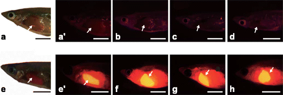 Fig. 2