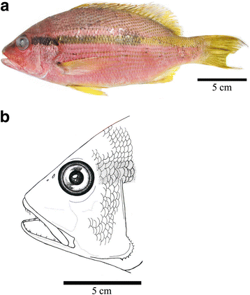 Fig. 1