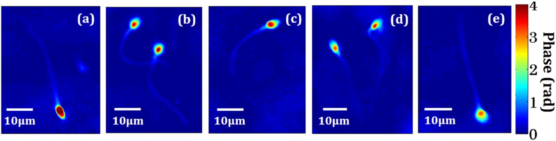 Fig. 31