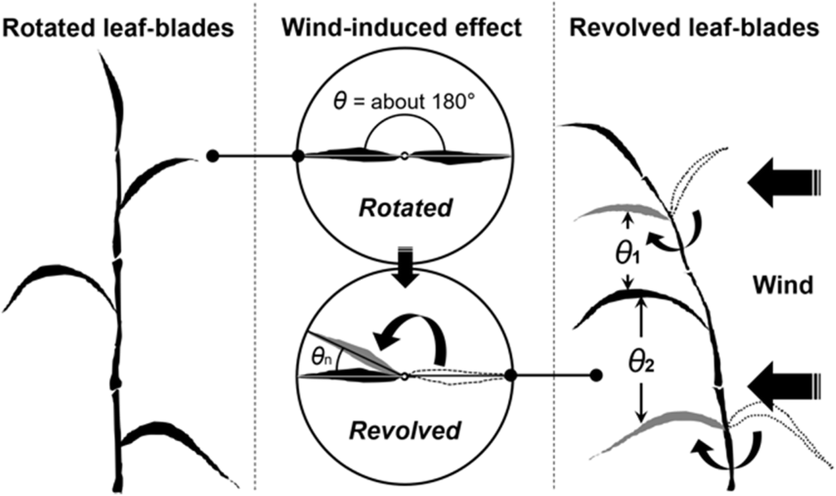 Fig. 6