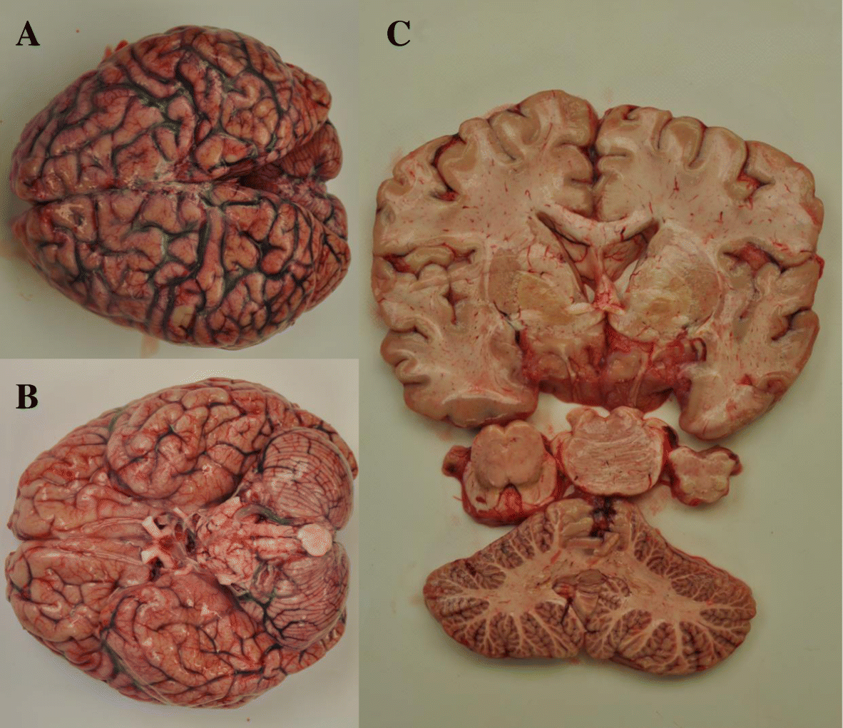 Fig. 3