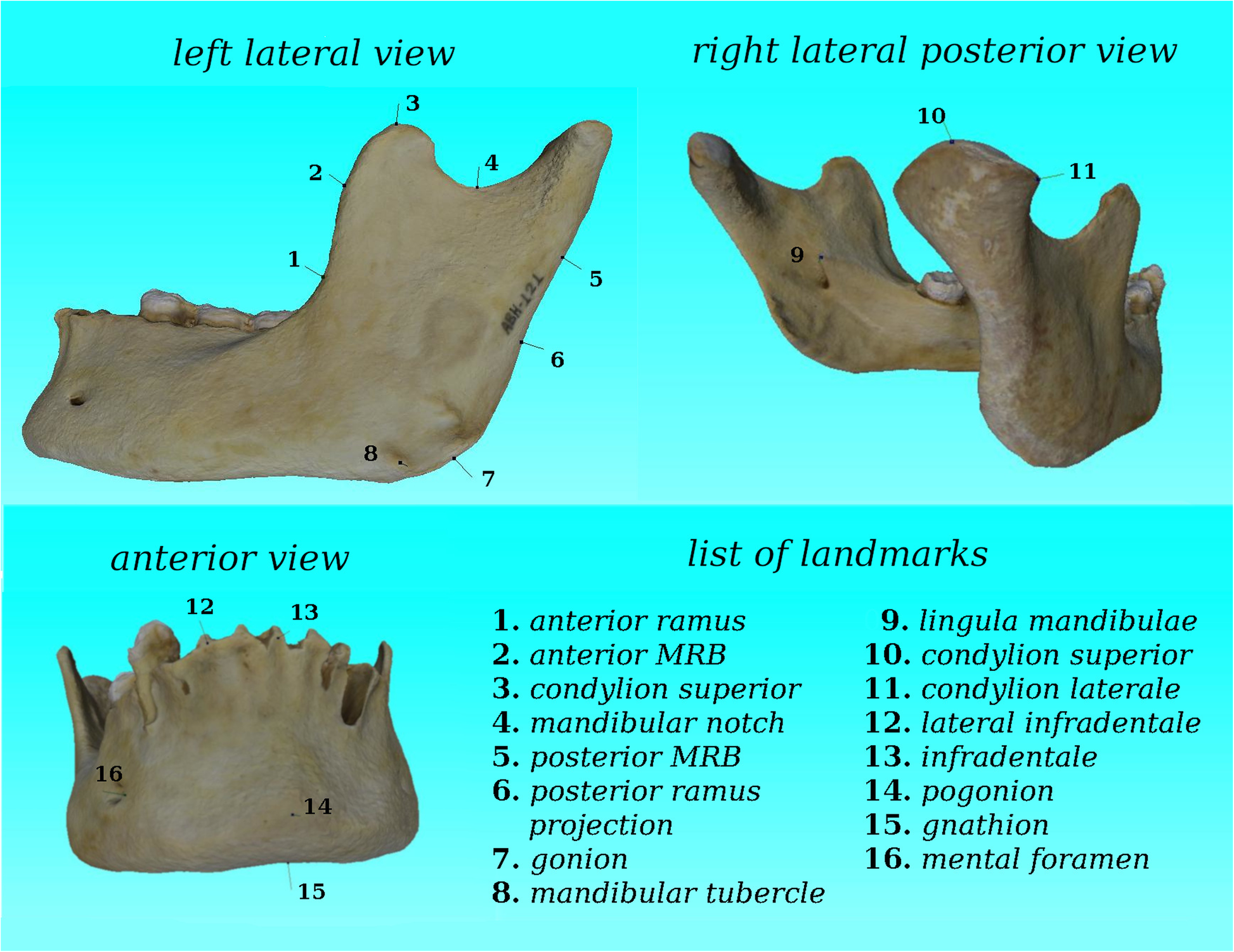 Fig. 1