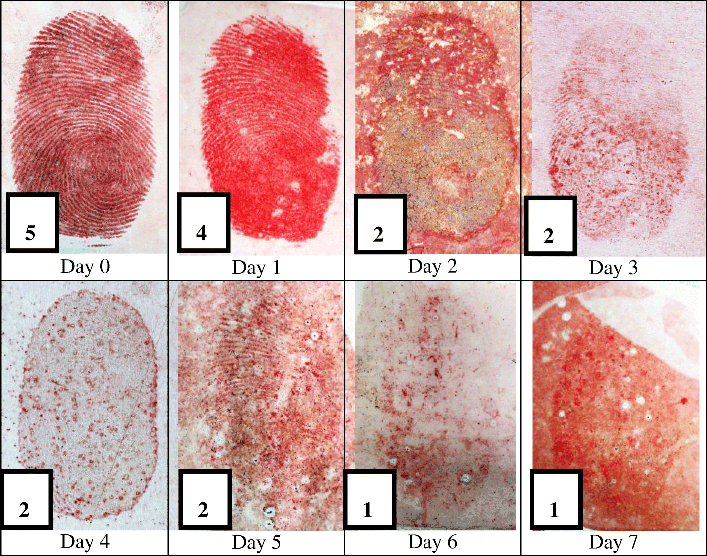 Fig. 10