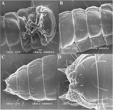 Fig. 7