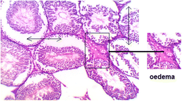 Fig. 21