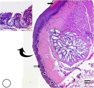 Fig. 11