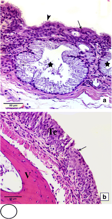 Fig. 13